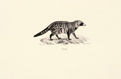 African Civet by Jacques Christophe Werner