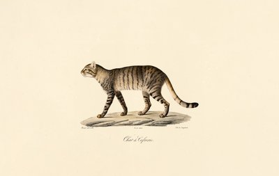 African Wildcat by Jacques Christophe Werner