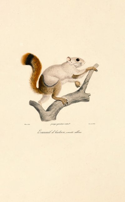 Albino Variant of the American Red Squirrel by Jacques Christophe Werner