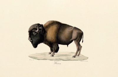 American Bison by Jacques Christophe Werner
