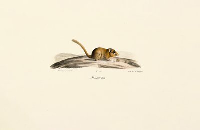 American Deer Mouse by Jacques Christophe Werner