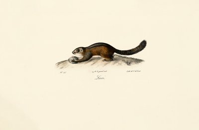 American Marten by Jacques Christophe Werner