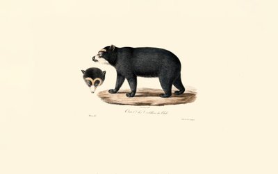 Andean Spectacled Bear by Jacques Christophe Werner