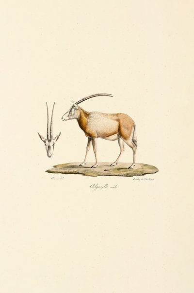 Arabian Gazelle by Jacques Christophe Werner