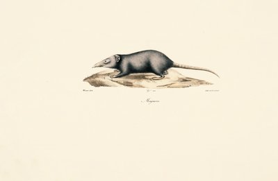 Asian House Shrew by Jacques Christophe Werner