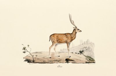 Axis Deer by Jacques Christophe Werner