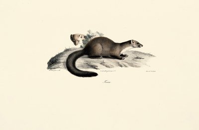 Beech Marten by Jacques Christophe Werner