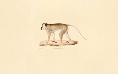 Black-faced Macaque by Jacques Christophe Werner