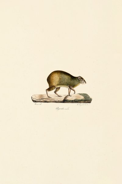 Central American Agouti (Male) by Jacques Christophe Werner