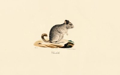 Chinchilla by Jacques Christophe Werner