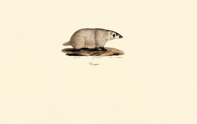 Coati by Jacques Christophe Werner