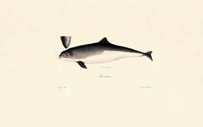 Common Bottlenose Dolphin by Jacques Christophe Werner