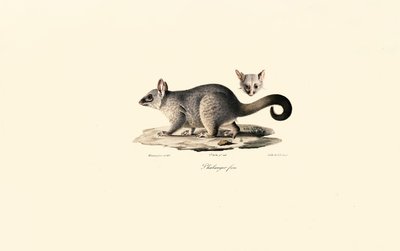 Common Brushtail Possum by Jacques Christophe Werner
