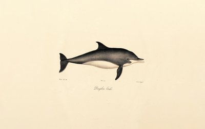 Common Dolphin by Jacques Christophe Werner