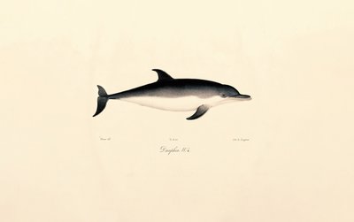 Common Dolphin by Jacques Christophe Werner