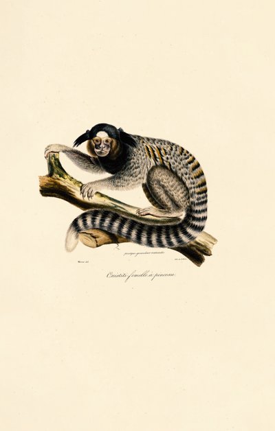 Common Marmoset (female) by Jacques Christophe Werner
