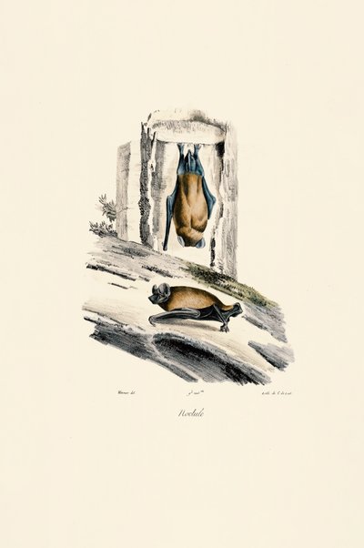 Common Noctule by Jacques Christophe Werner