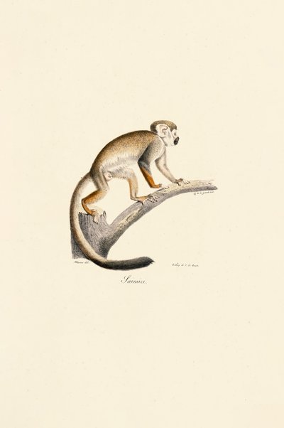 Common Squirrel Monkey on a Branch by Jacques Christophe Werner