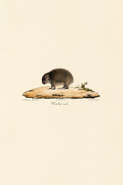 Common Wombat by Jacques Christophe Werner
