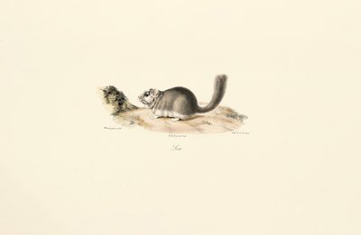 Coypu by Jacques Christophe Werner