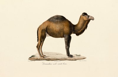 Dromedary Camel, Brown Variety by Jacques Christophe Werner