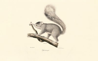 Eastern Gray Squirrel by Jacques Christophe Werner