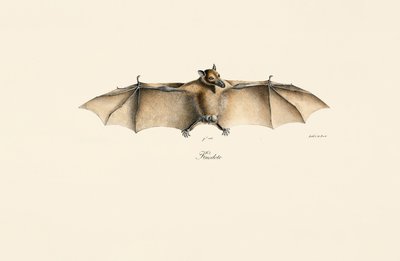 Egyptian Fruit Bat by Jacques Christophe Werner