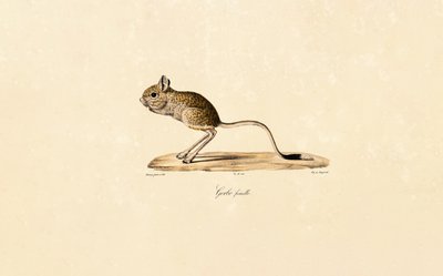 Egyptian Gerbil (Female) by Jacques Christophe Werner