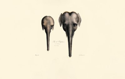 Elephant Heads Comparison by Jacques Christophe Werner
