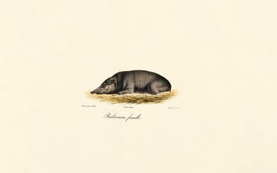 Female Babirusa by Jacques Christophe Werner