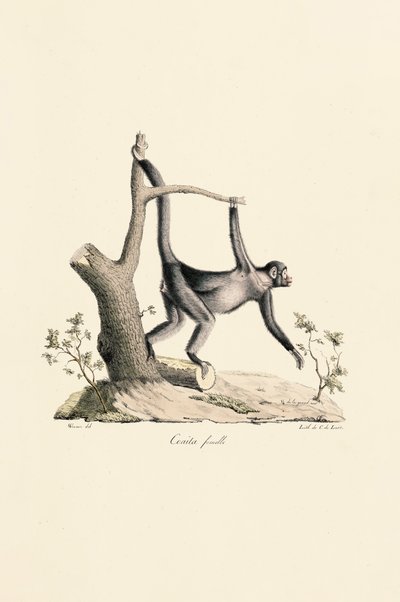 Female Black Spider Monkey by Jacques Christophe Werner
