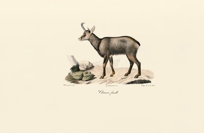 Female Chamois by Jacques Christophe Werner
