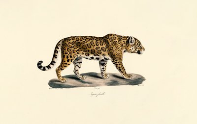 Female Jaguar by Jacques Christophe Werner