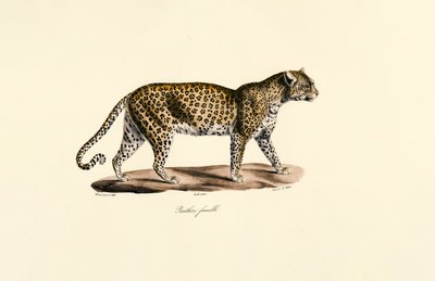 Female Leopard by Jacques Christophe Werner