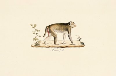 Female Night Monkey by Jacques Christophe Werner