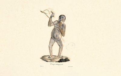 Female Orangutan by Jacques Christophe Werner
