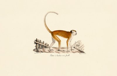 Female Patas Monkey with Black Brow Band by Jacques Christophe Werner