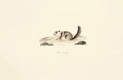 Gambian Sun Squirrel by Jacques Christophe Werner