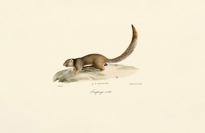 Golden-mantled Ground Squirrel (Male) by Jacques Christophe Werner
