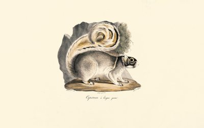 Golden-mantled Ground Squirrel by Jacques Christophe Werner