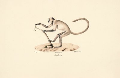 Gray Hanuman Langur by Jacques Christophe Werner