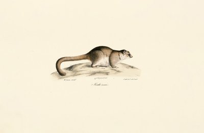 Gray Mouse Lemur by Jacques Christophe Werner