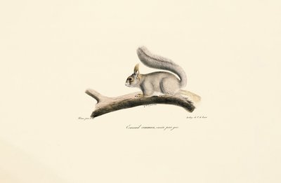 Gray Squirrel by Jacques Christophe Werner