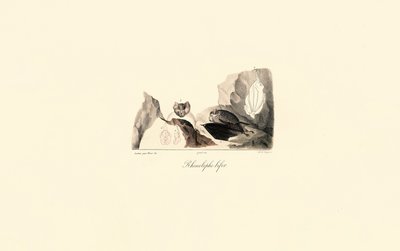 Greater Horseshoe Bat with Anatomical Details by Jacques Christophe Werner