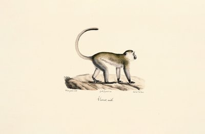 Green Monkey by Jacques Christophe Werner