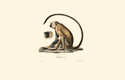 Grey Langur by Jacques Christophe Werner