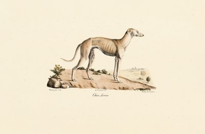 Greyhound by Jacques Christophe Werner