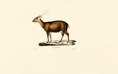 Indian Muntjac by Jacques Christophe Werner