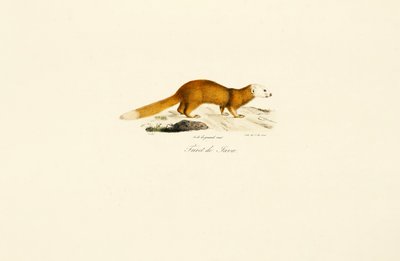 Javan Ferret Badger by Jacques Christophe Werner