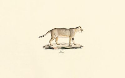Jungle Cat by Jacques Christophe Werner